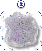 Polymer undergoes hydrolysis